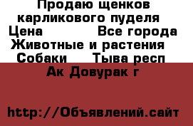 Продаю щенков карликового пуделя › Цена ­ 2 000 - Все города Животные и растения » Собаки   . Тыва респ.,Ак-Довурак г.